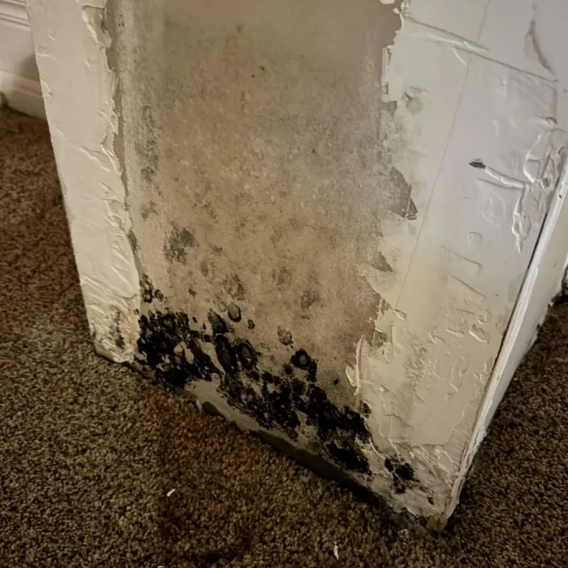 Professional Mold Removal in Brownsville, LA